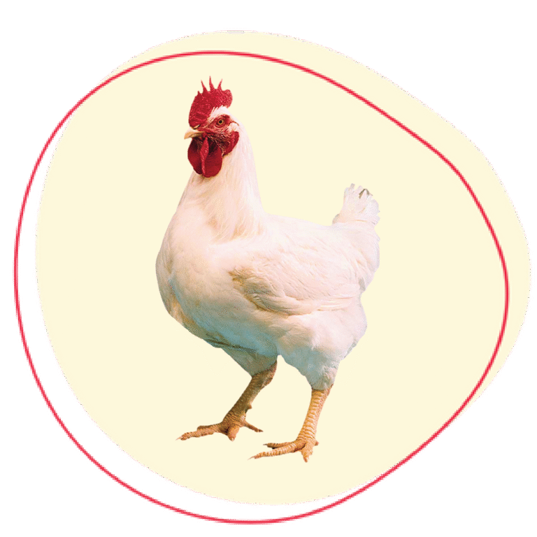 Broiler