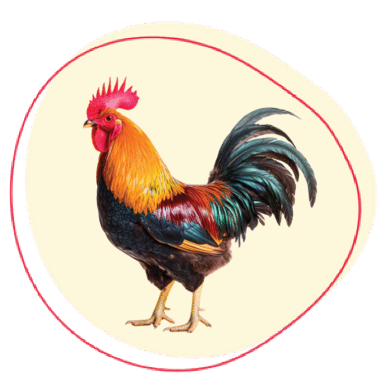 Cockerel
