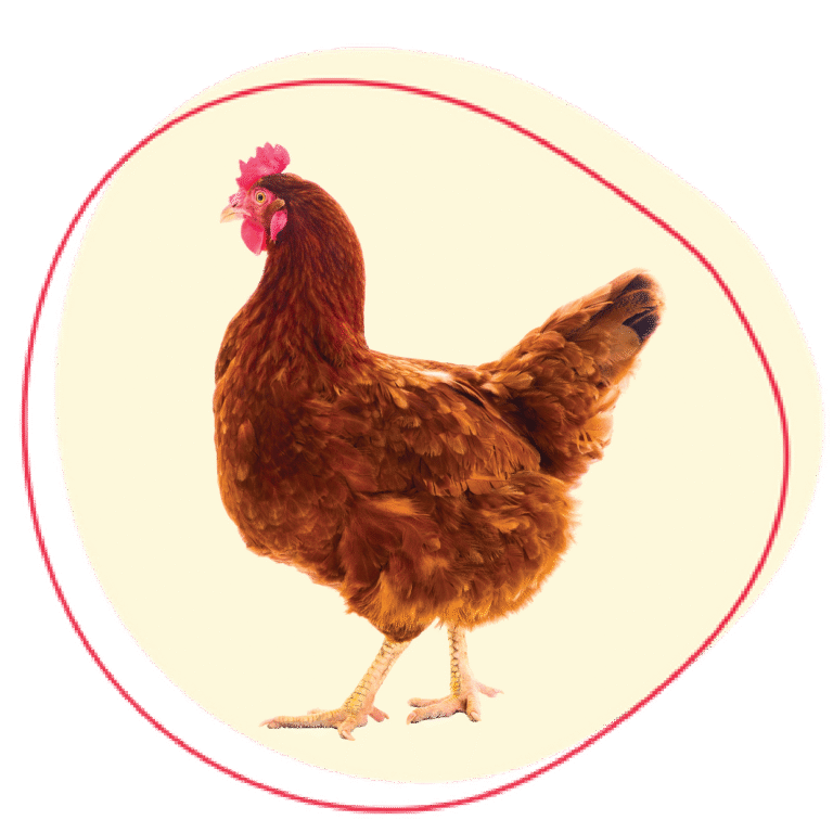 Desi Chicken
