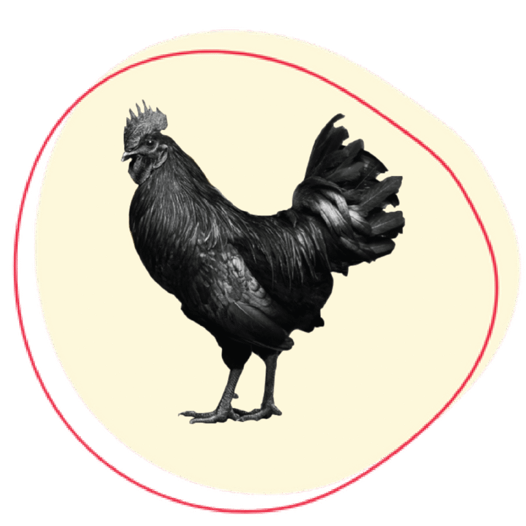 Kadaknath