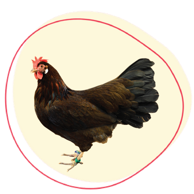 Leghorn