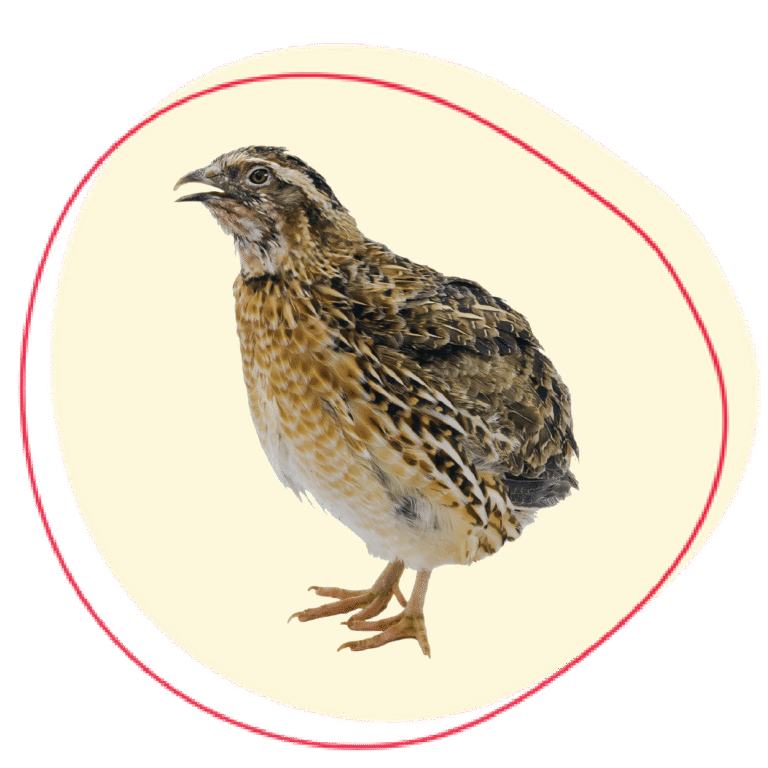 Quail