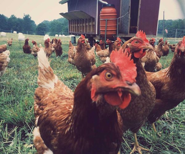 chickens-in-an-american-farm-2021-10-16-16-18-26-utc-copy.jpg