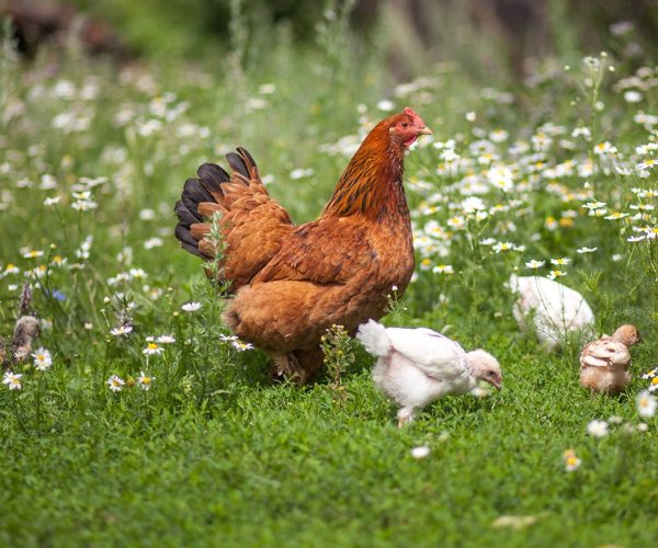 hen-and-chickens-on-green-lawn-with-flowers-in-org-2022-04-05-08-23-40-utc-copy.jpg